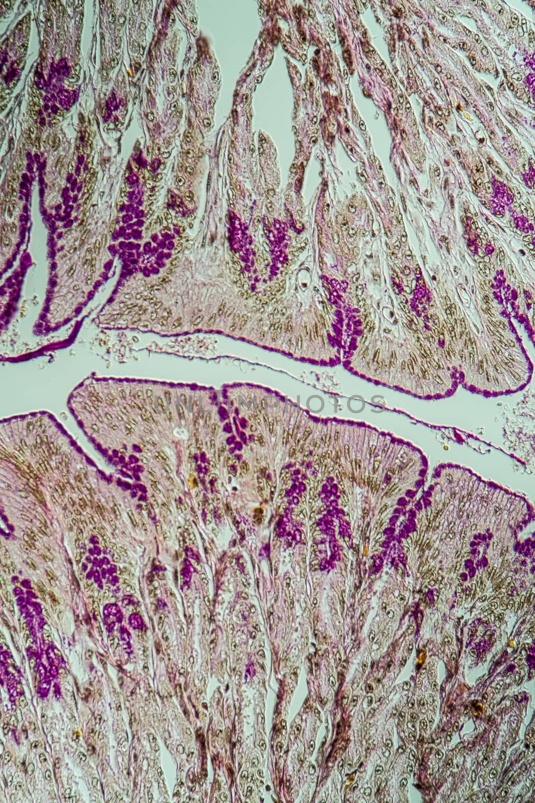 Cross-section through the intestine with glands 200x by Dr-Lange