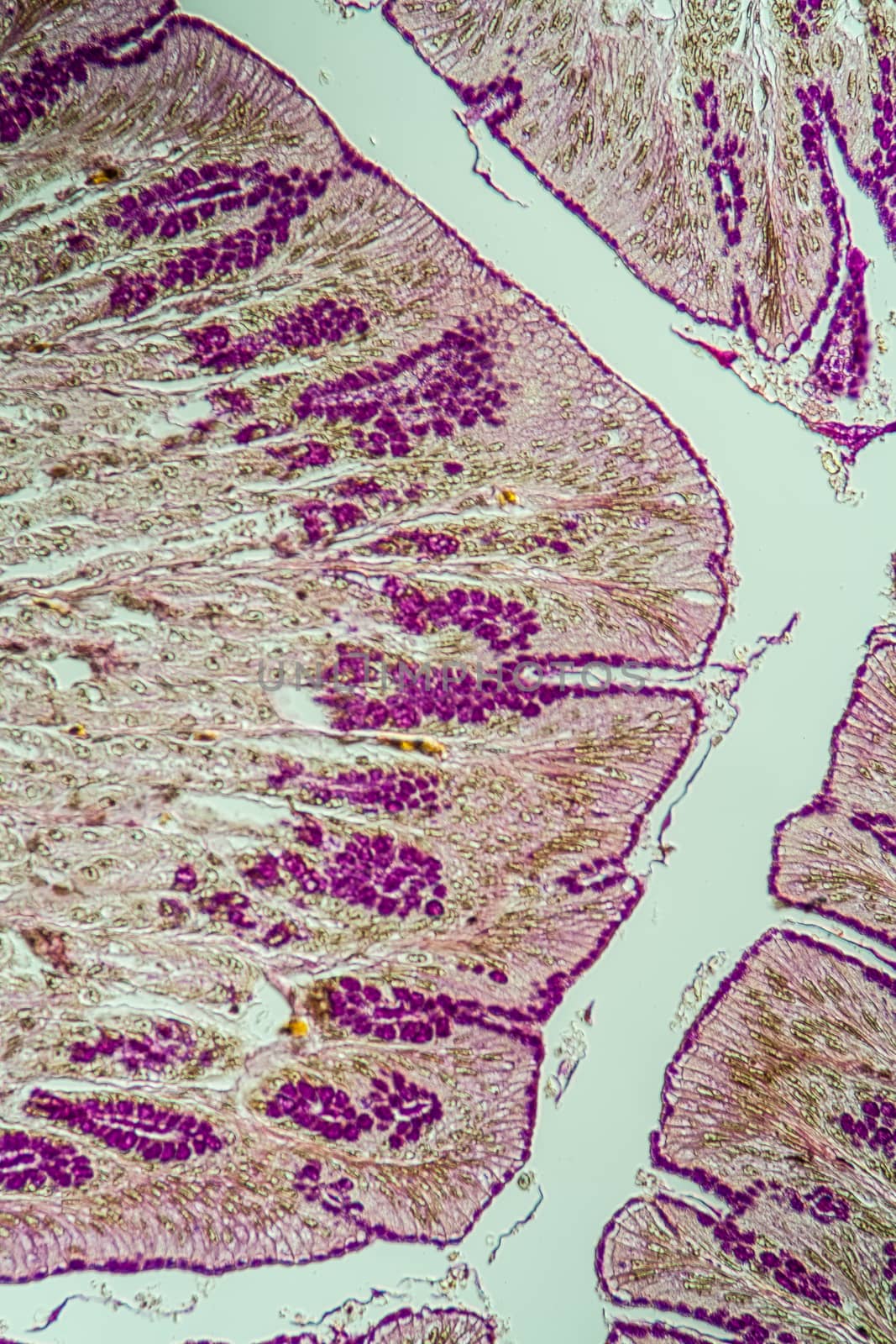 Cross-section through the intestine with glands 200x by Dr-Lange