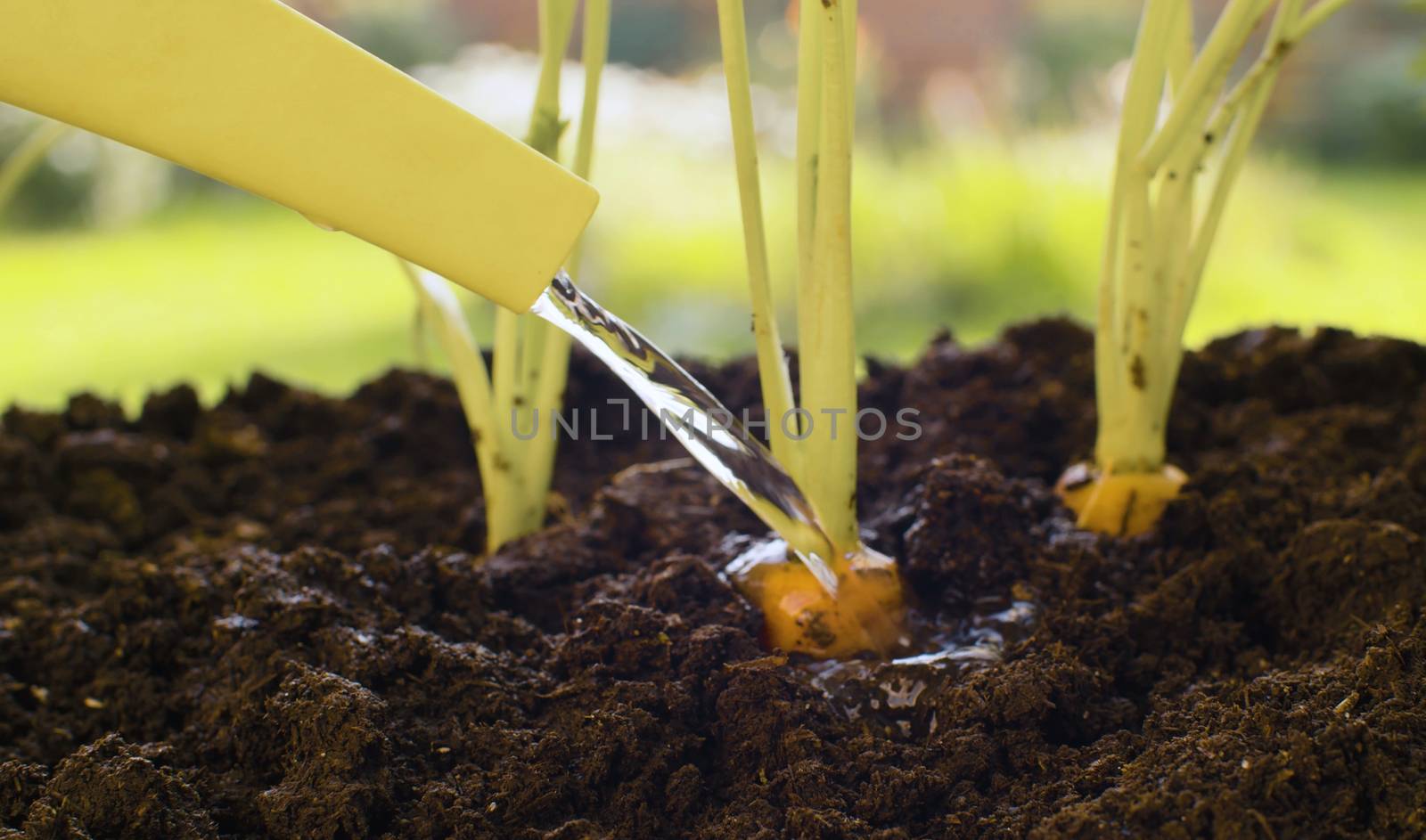Close up watering the carrot. Agriculture, gardening or ecology concept
