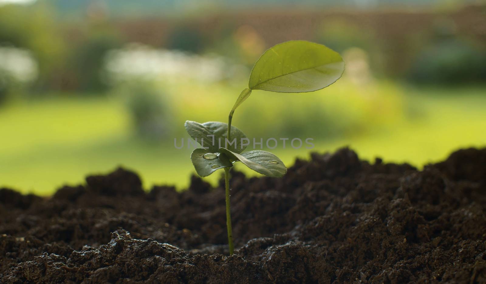 Small seedling of lemon tree by Alize