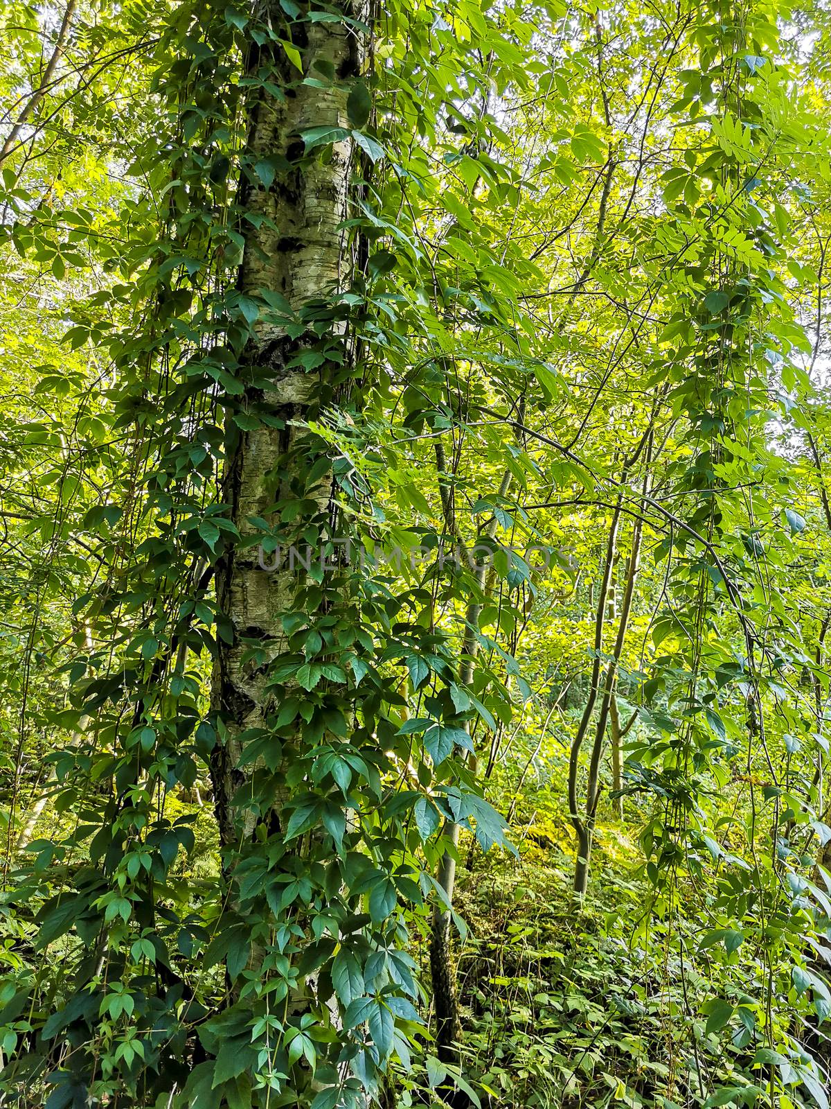 Climbing plants hang down from birch trees in the forest. by Arkadij