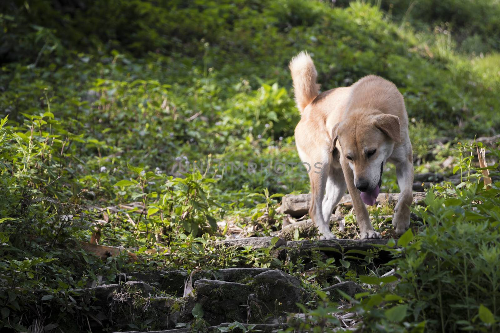 Stray dog ​​in tropical landscape in Sarangkot, Pokhara, Nepal. by Arkadij