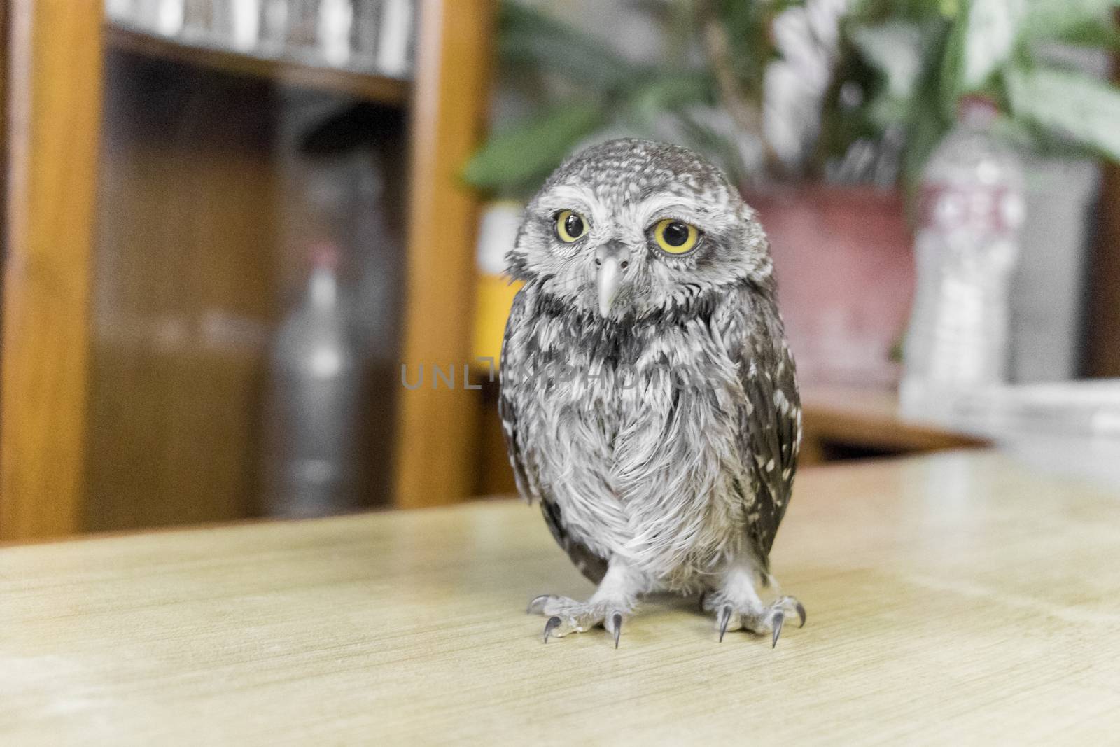 Rare and cute owl baby with big yellow eyes from Pokhara in Nepal.