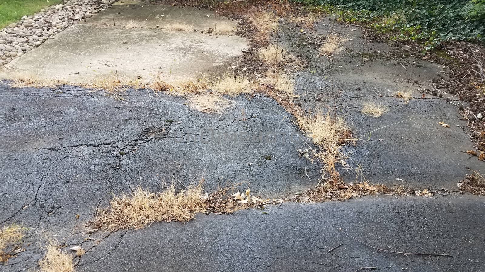 brown dead weeds in cracks in asphalt by stockphotofan1
