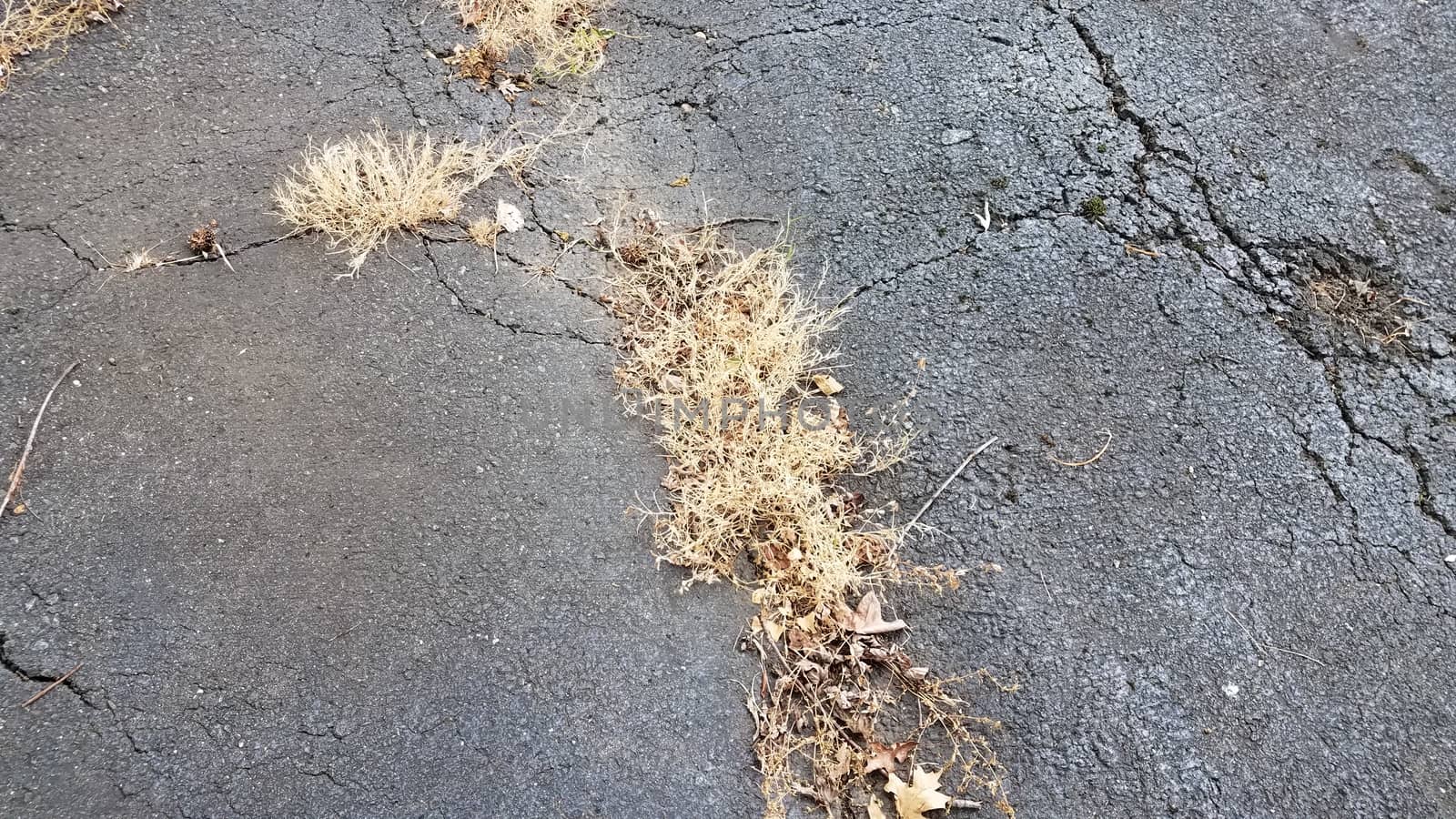 brown dead weeds and grass in cracks in asphalt or pavement