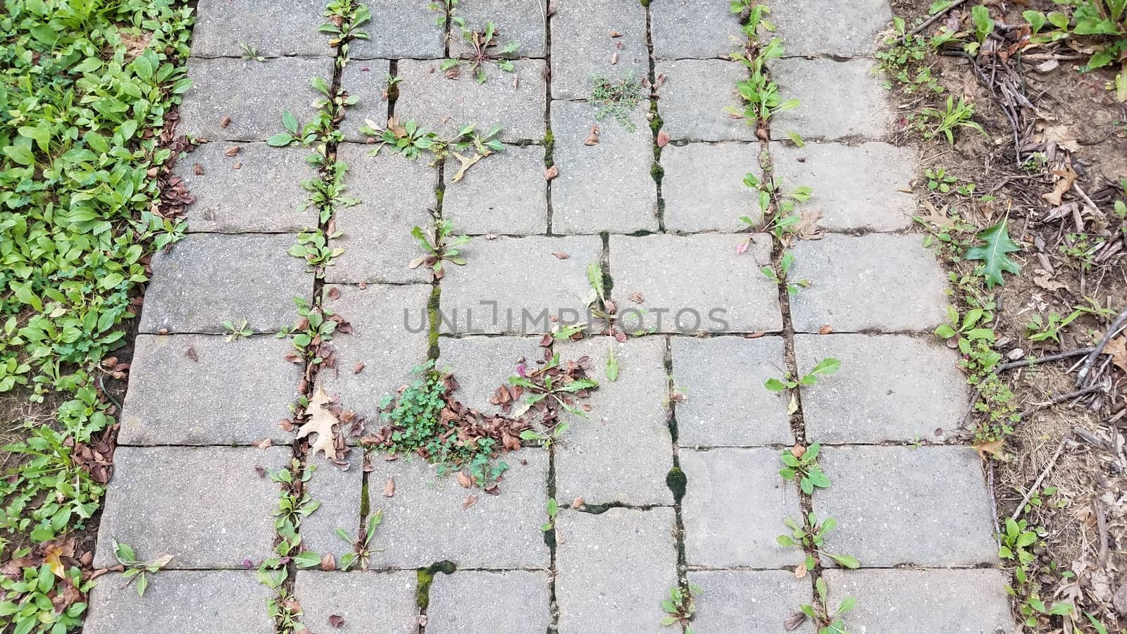 rock or stone tile path or trail with weeds in the cracks