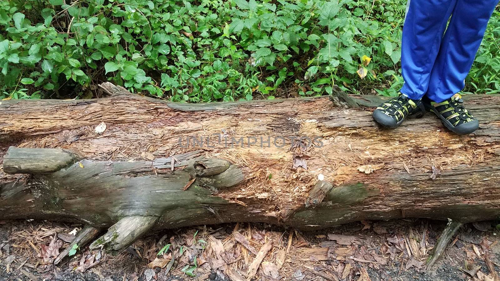 child standing on decomposing or rotting wood log or tree by stockphotofan1