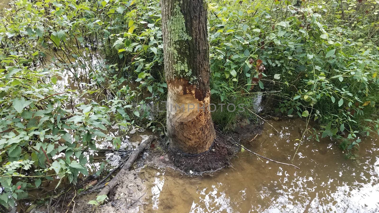 tree in the mud and water with beaver bite marks and plants