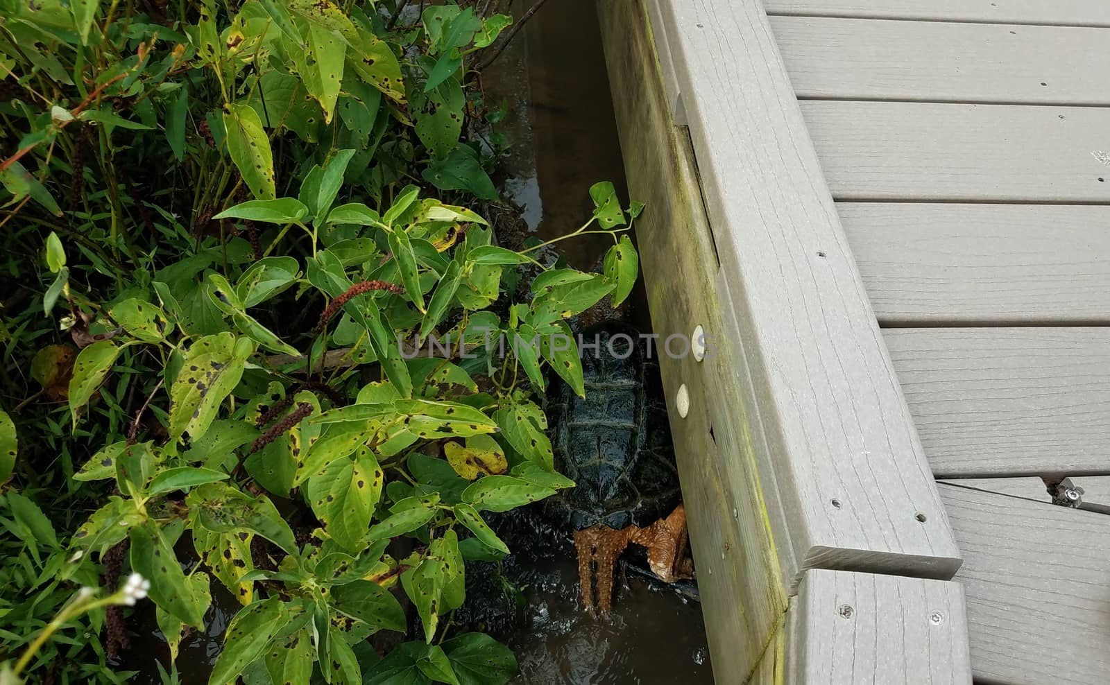 snapping turtle with green plants and wood boardwalk by stockphotofan1