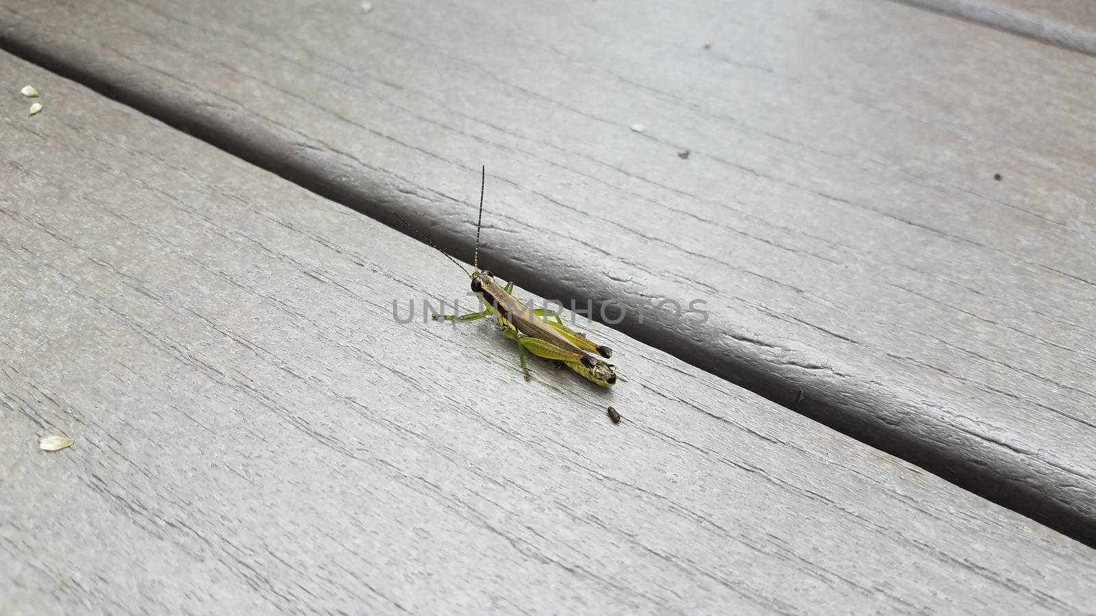 grasshopper insect with poop or feces on wood surface