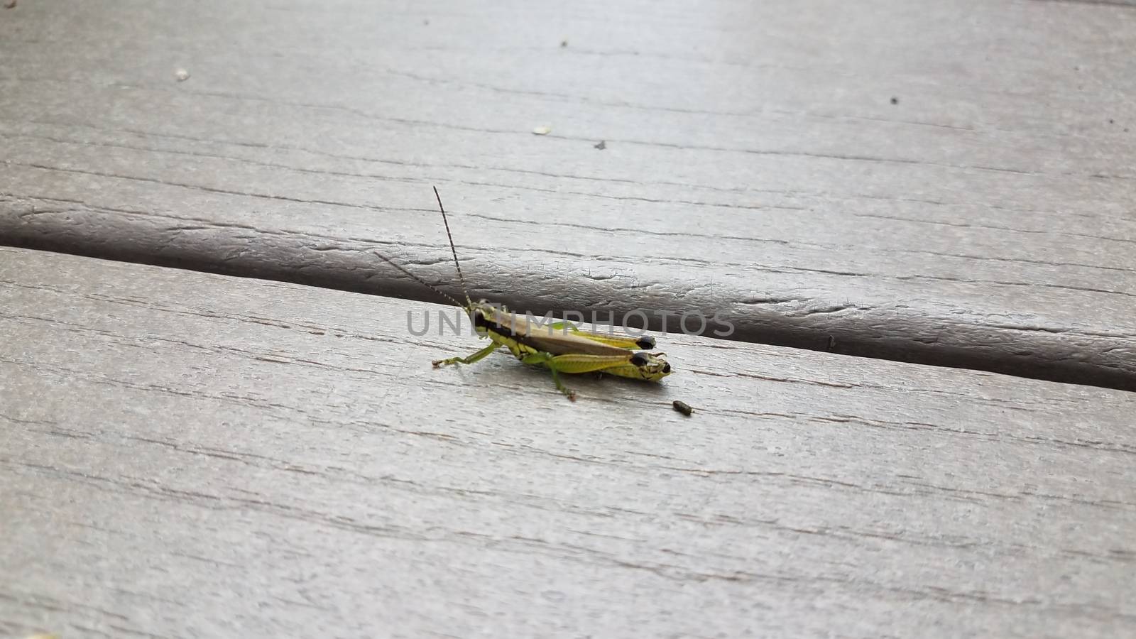 grasshopper insect with poop or feces on wood surface
