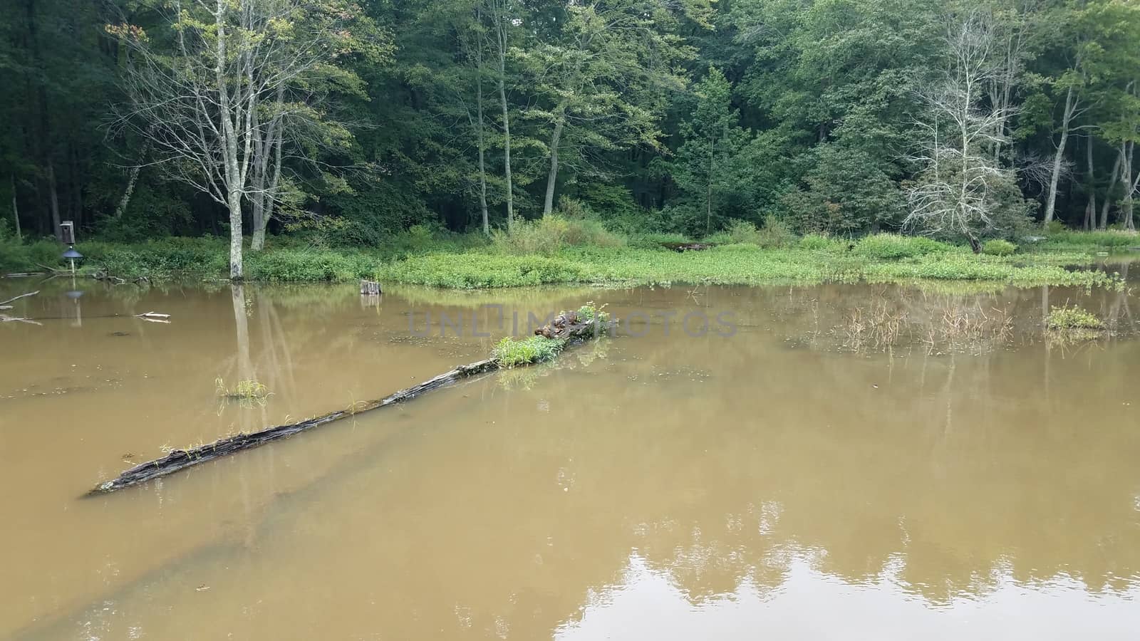 ducks on a log or tree in murky lake by stockphotofan1