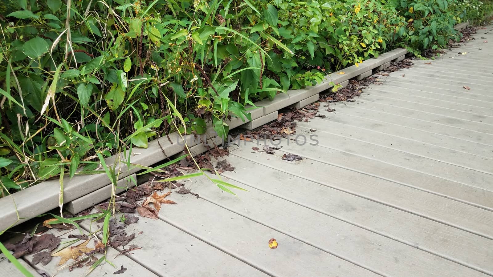 wood boardwalk with newt or salamander with plants