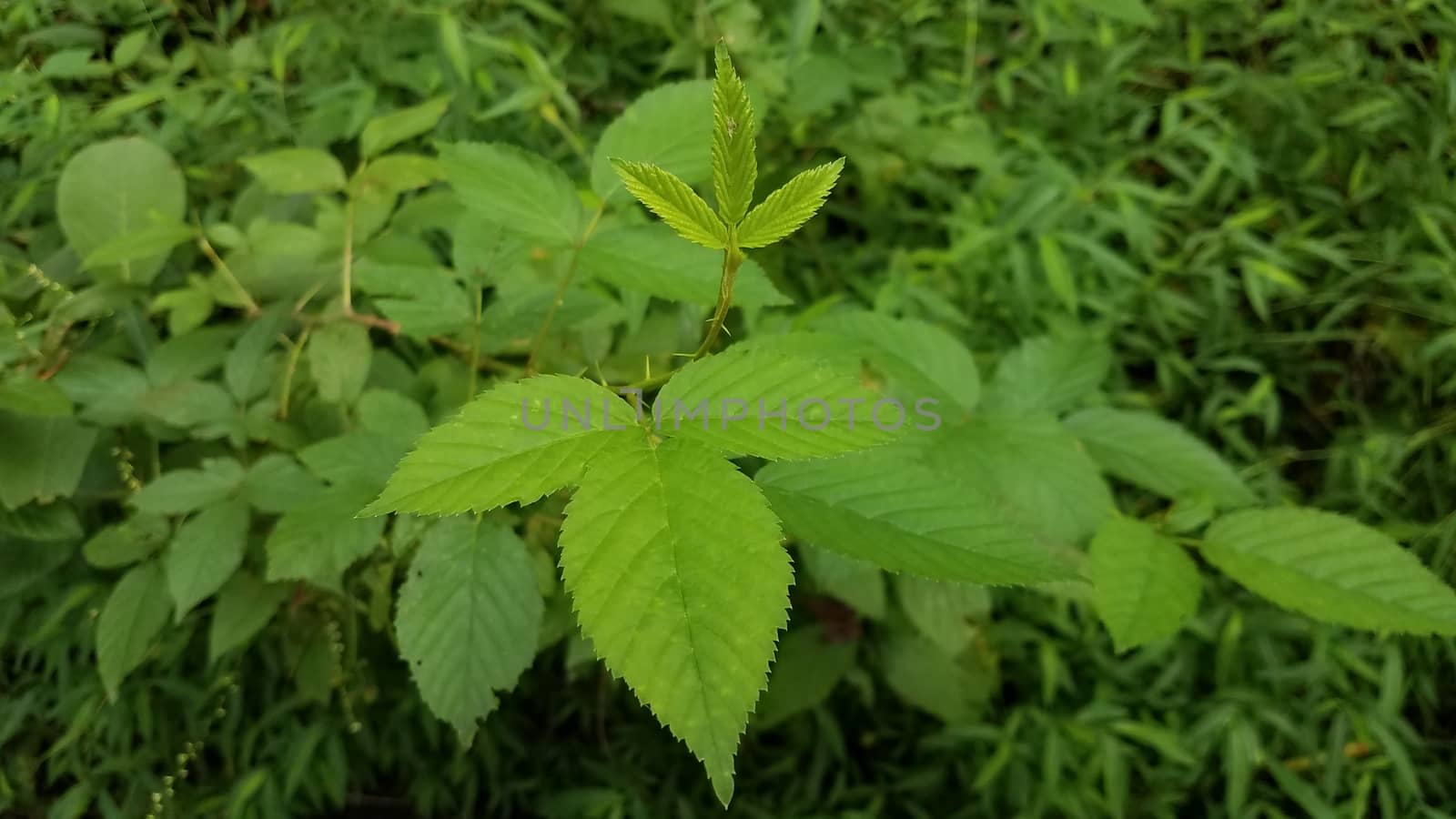 poison ivy plant with green leaves and thorns by stockphotofan1