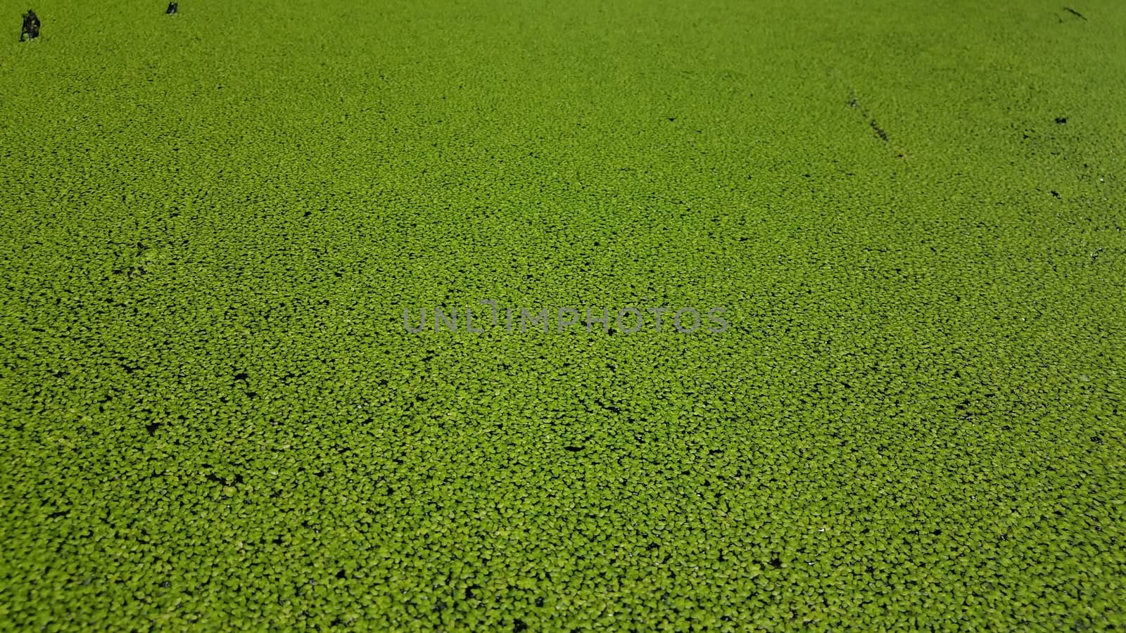 small plants with green leaves floating in water