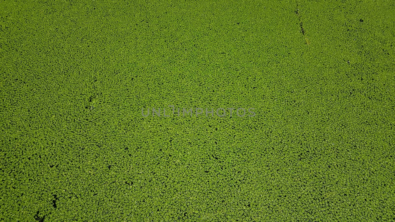 small plants with green leaves floating in water