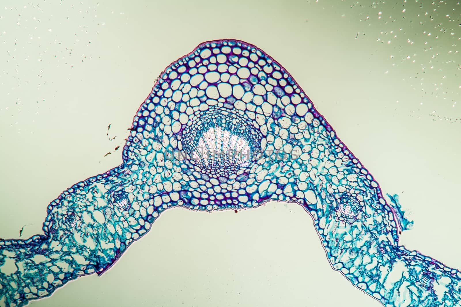 Linguster leaf cross section under the microscope 100x