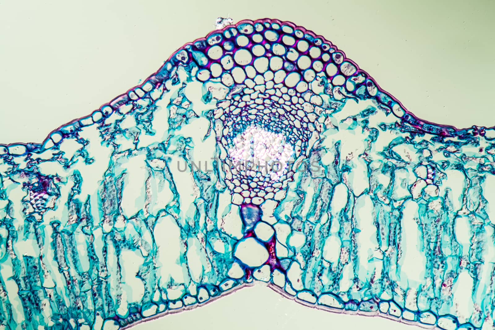 Linguster leaf cross section under the microscope 200x by Dr-Lange