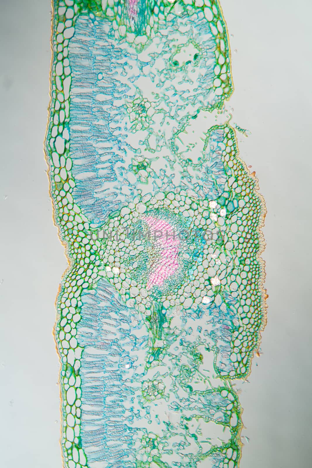 Weed leaf cross section under the microscope 100x by Dr-Lange