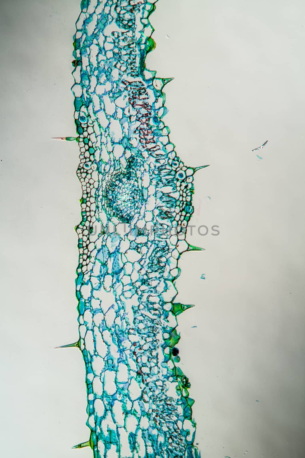 Hogweed with leaves in cross section 100x