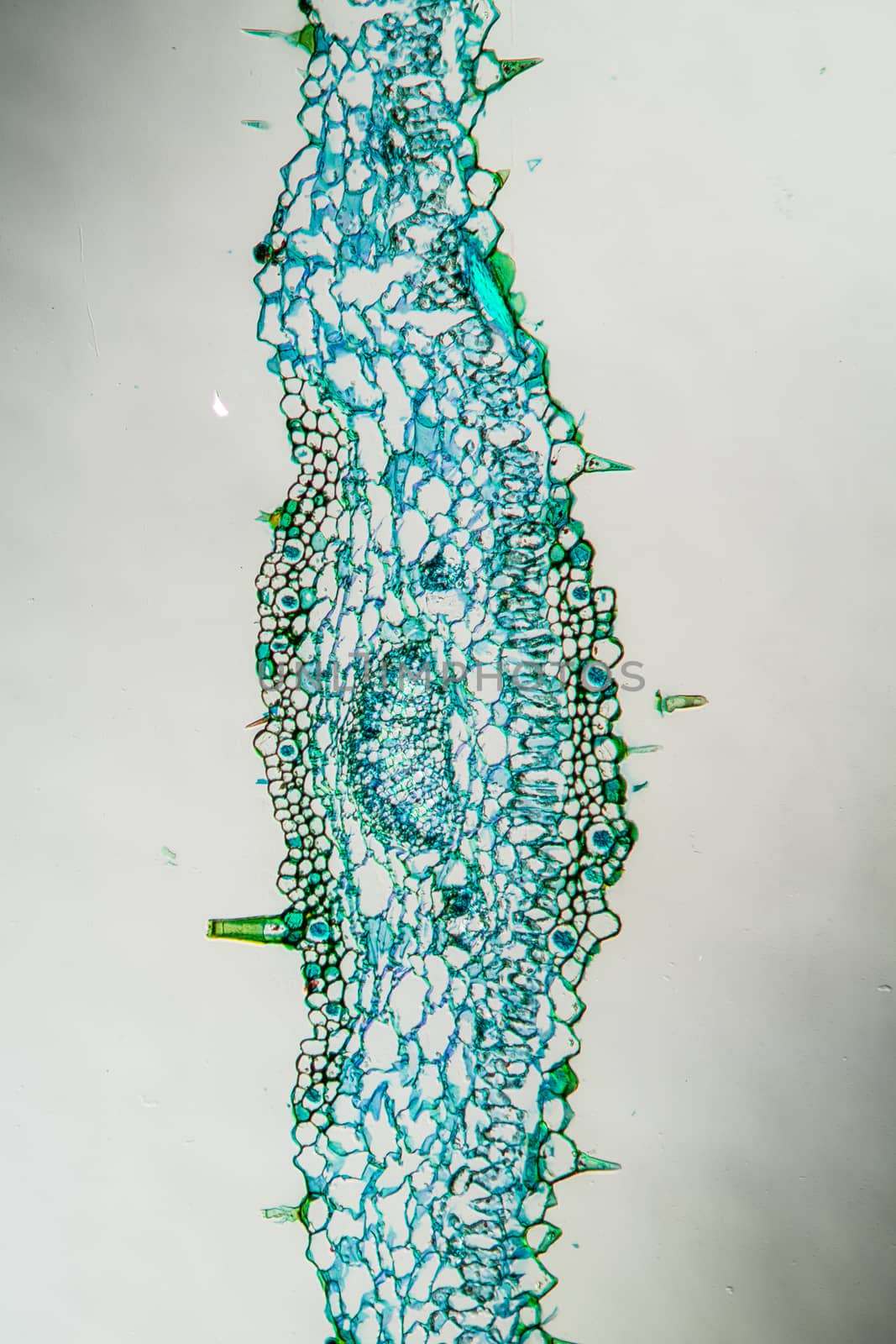 Hogweed with leaves in cross section 100x