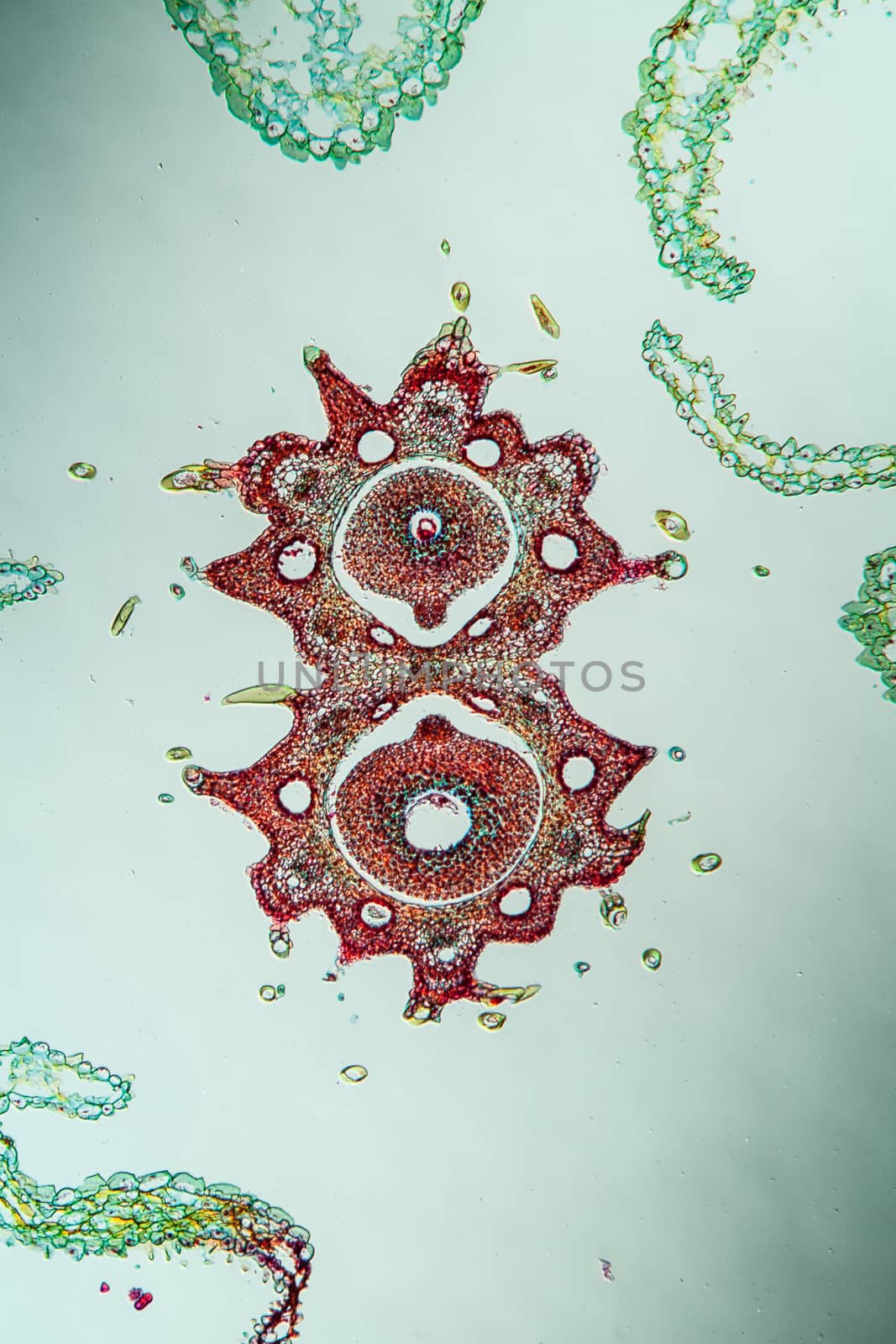 Yarrow flowers under the microscope across 100x