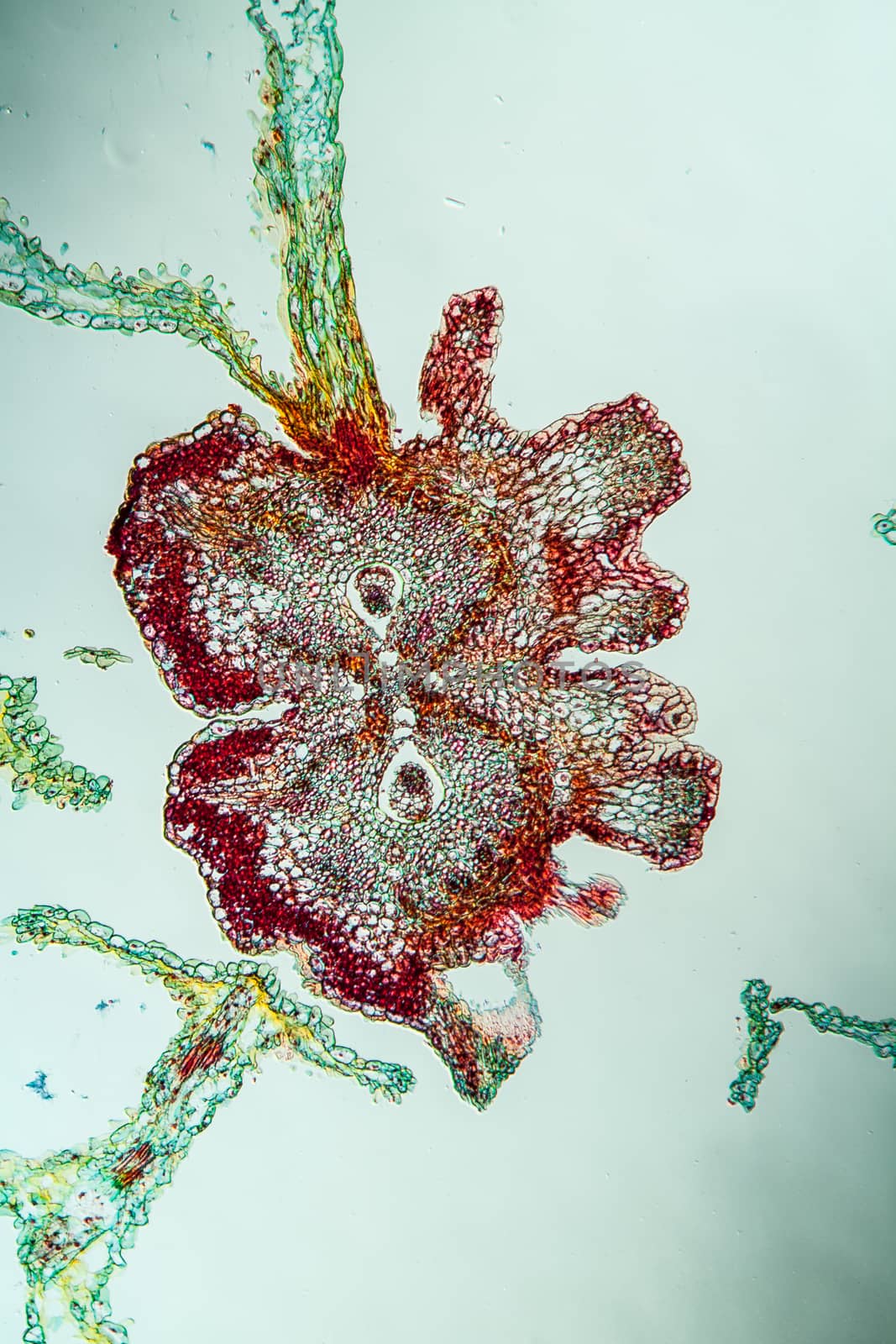 Yarrow flowers under the microscope across 100x by Dr-Lange