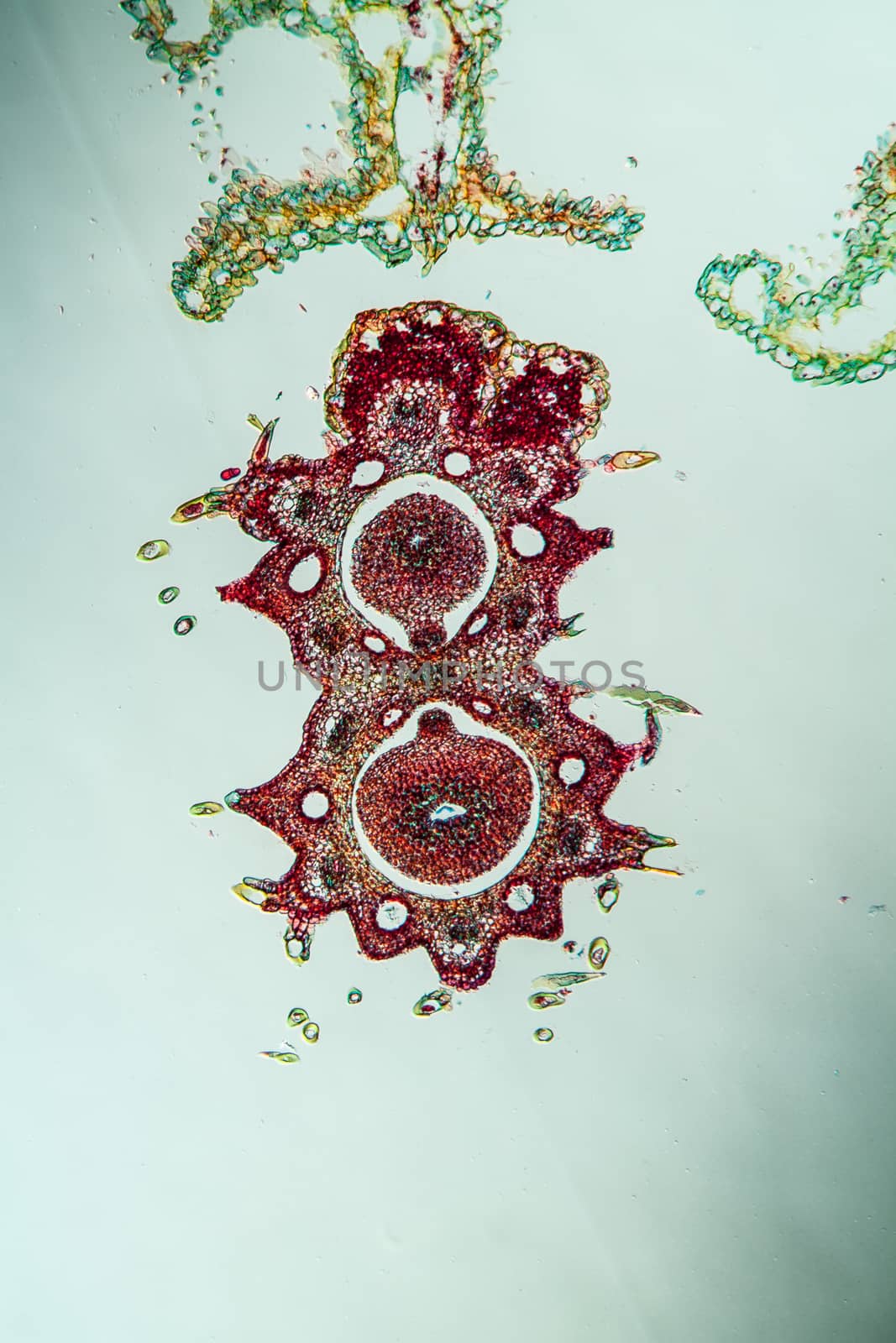 Yarrow flowers under the microscope across 100x