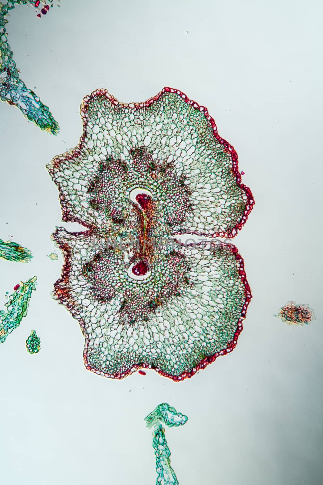 Yarrow flowers under the microscope across 100x