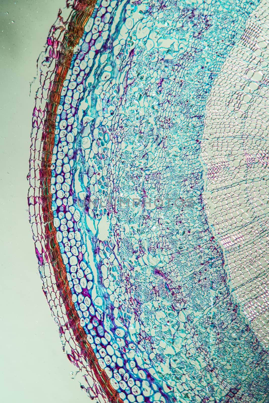 Silk bast branch in cross section 100x by Dr-Lange