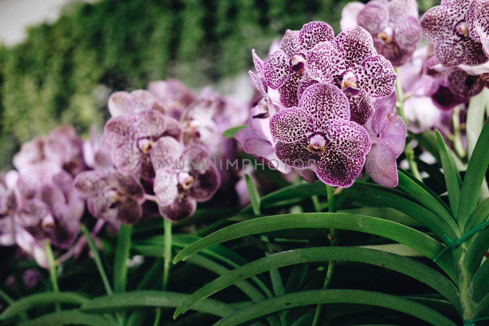blooming purple orchid flower bouquet for decoration