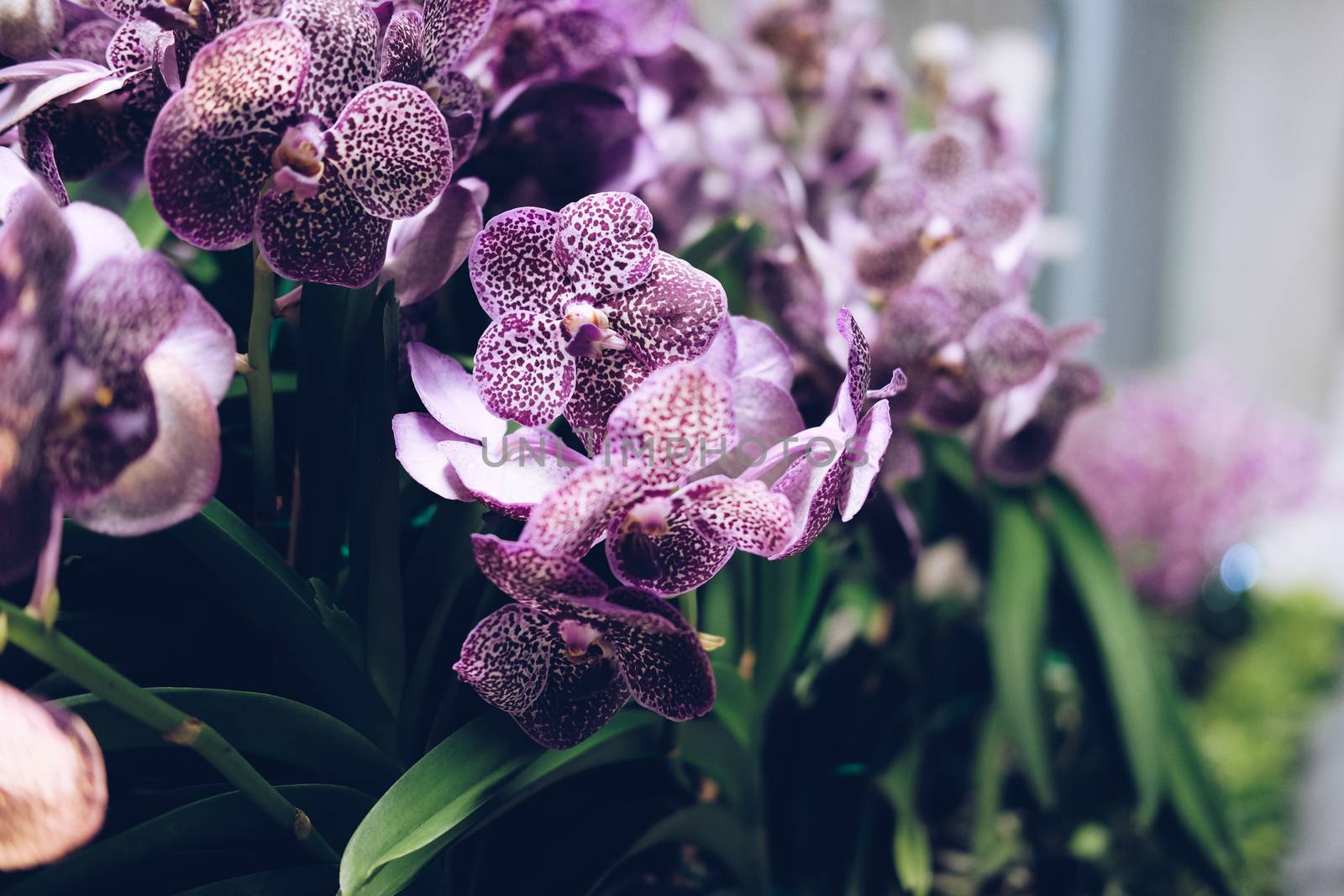 blooming purple orchid flower bouquet for decoration