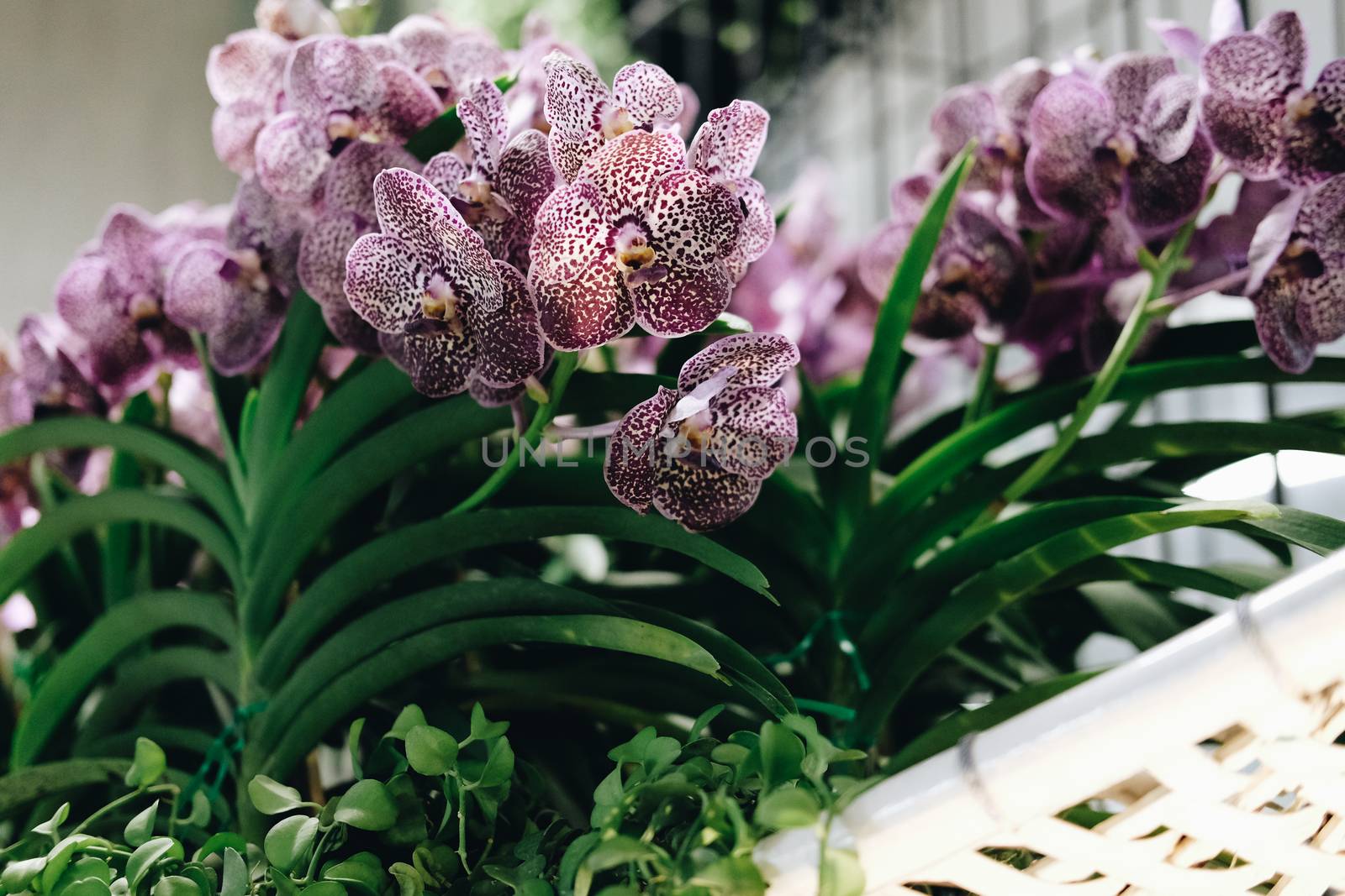 blooming purple orchid flower bouquet for decoration