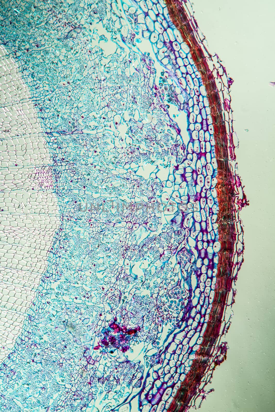 Silk bast branch in cross section 100x by Dr-Lange