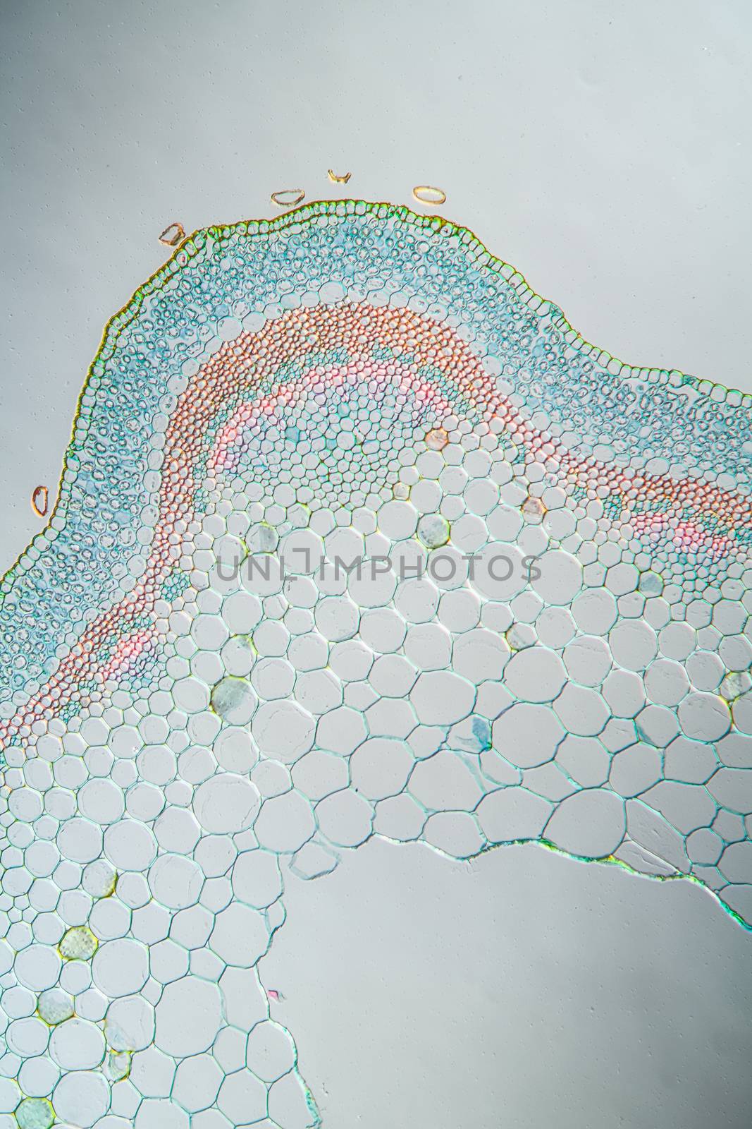 Ribwort stalk in cross section 100x by Dr-Lange