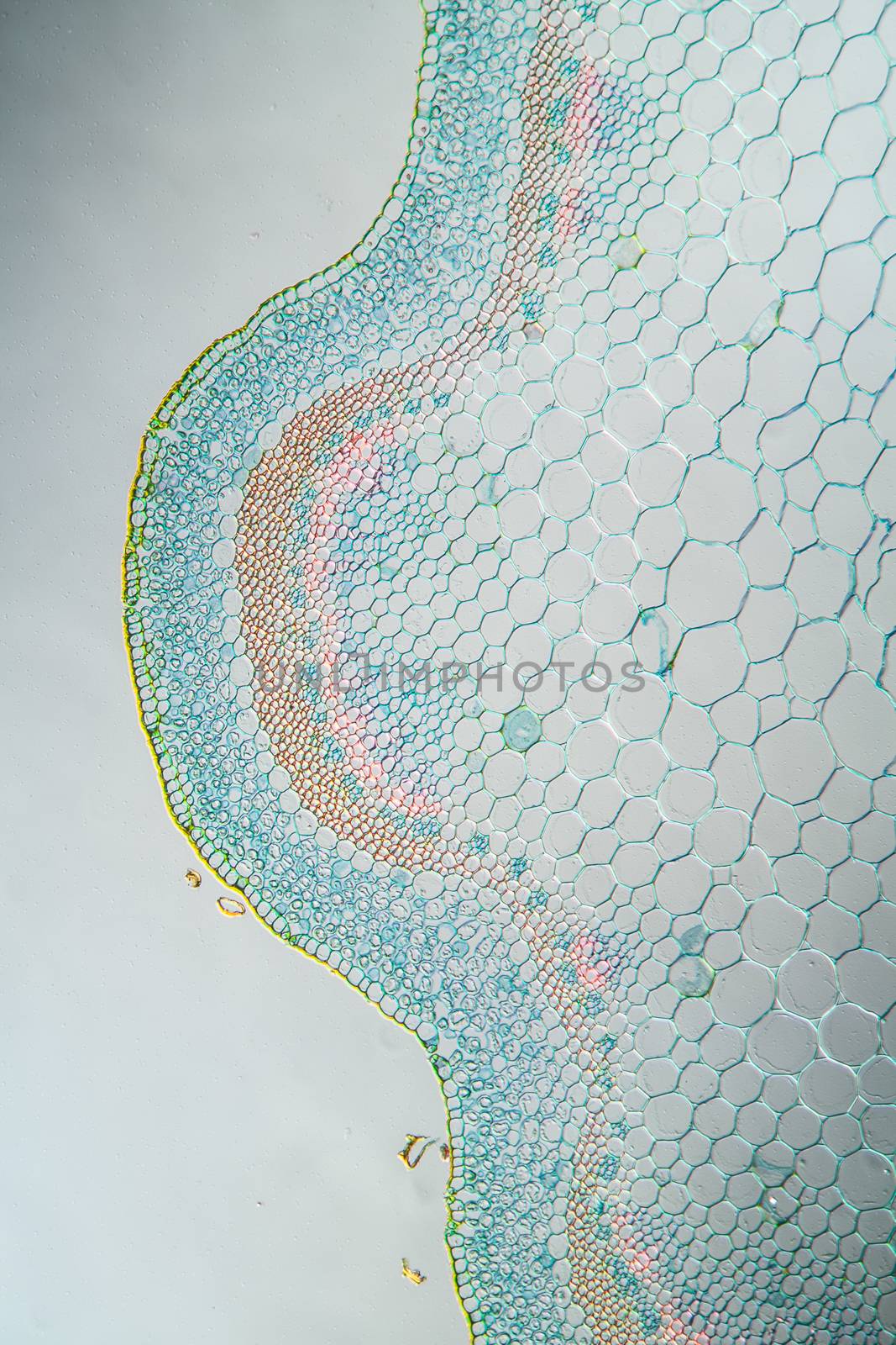 Ribwort stalk in cross section 100x by Dr-Lange
