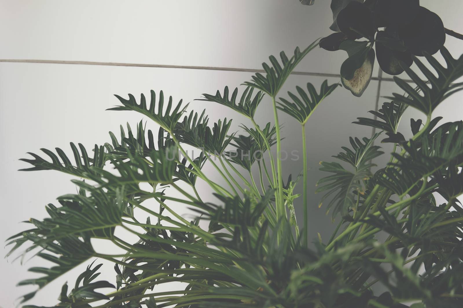 green monstera leaves. philodendron split leaf. tropical plant growing in pot