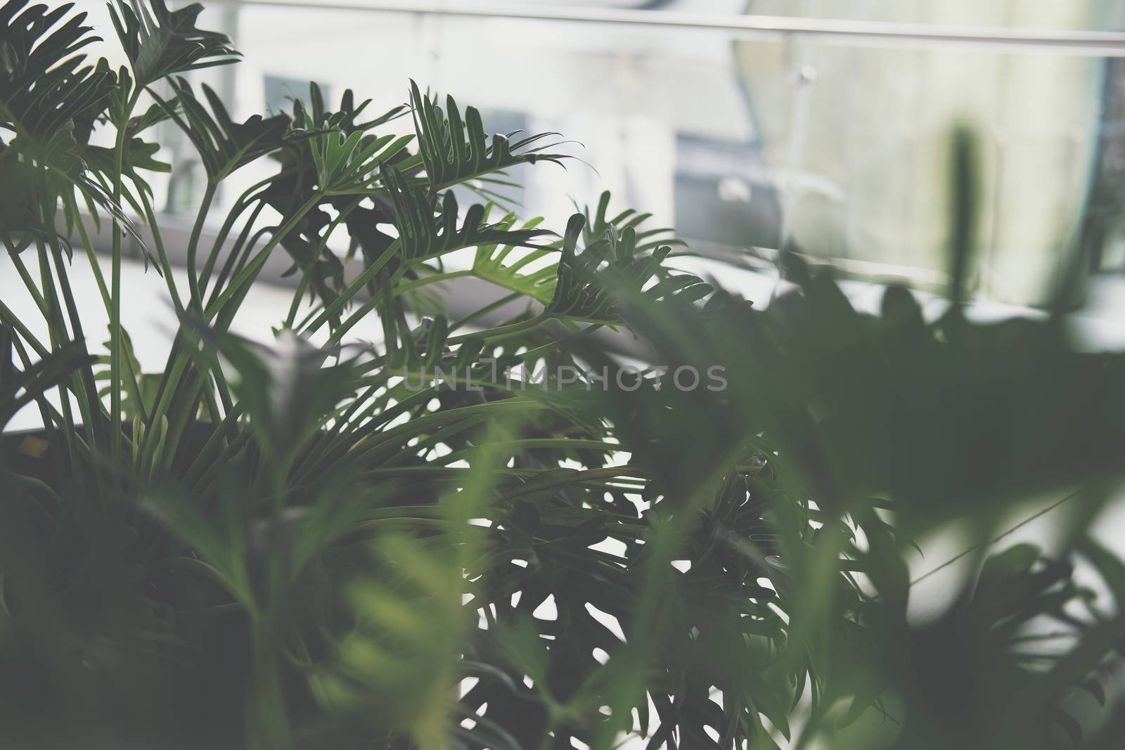 green monstera leaves. philodendron split leaf. tropical plant growing in pot