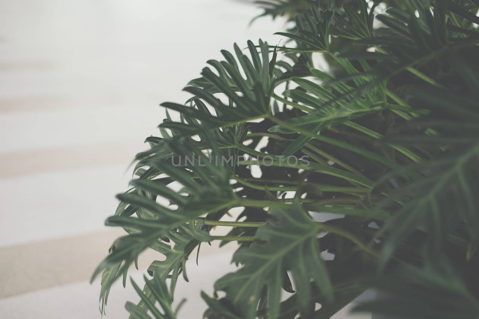 green monstera leaves. philodendron split leaf. tropical plant growing in pot