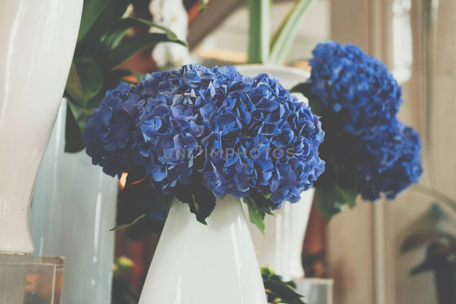 blue hydrangea flower bouquet bunch in vase. flora decoration