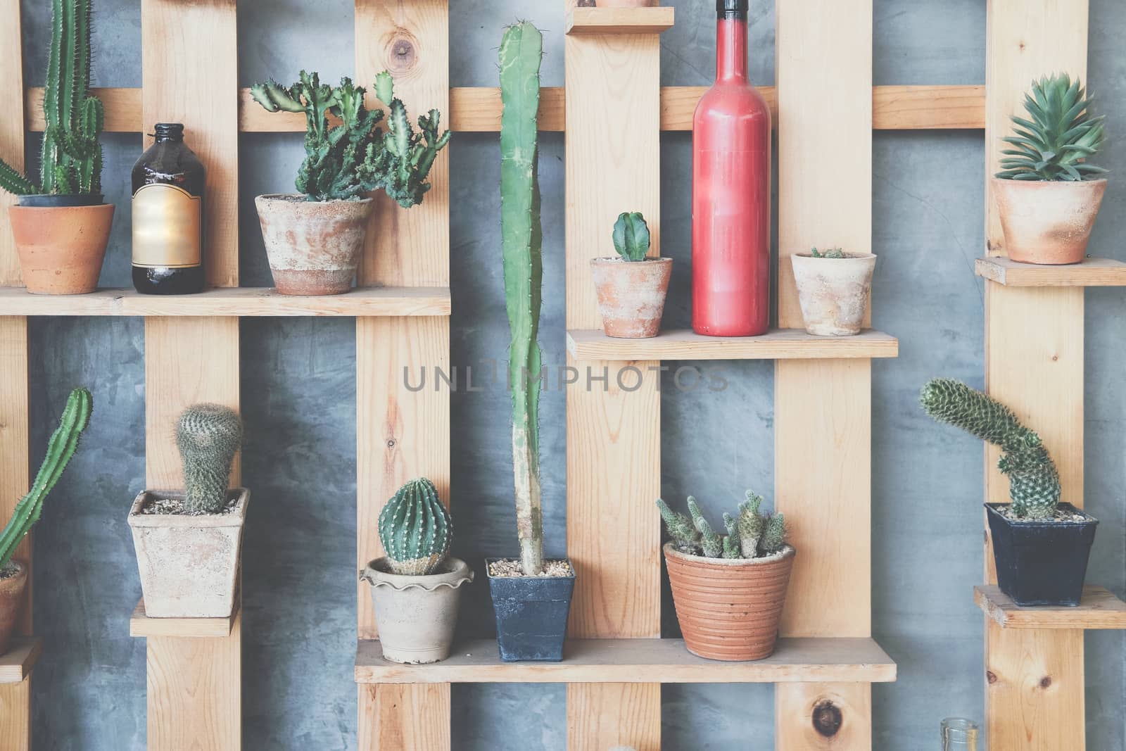 succulent cactus plant houseplant decorating on wooden shelf