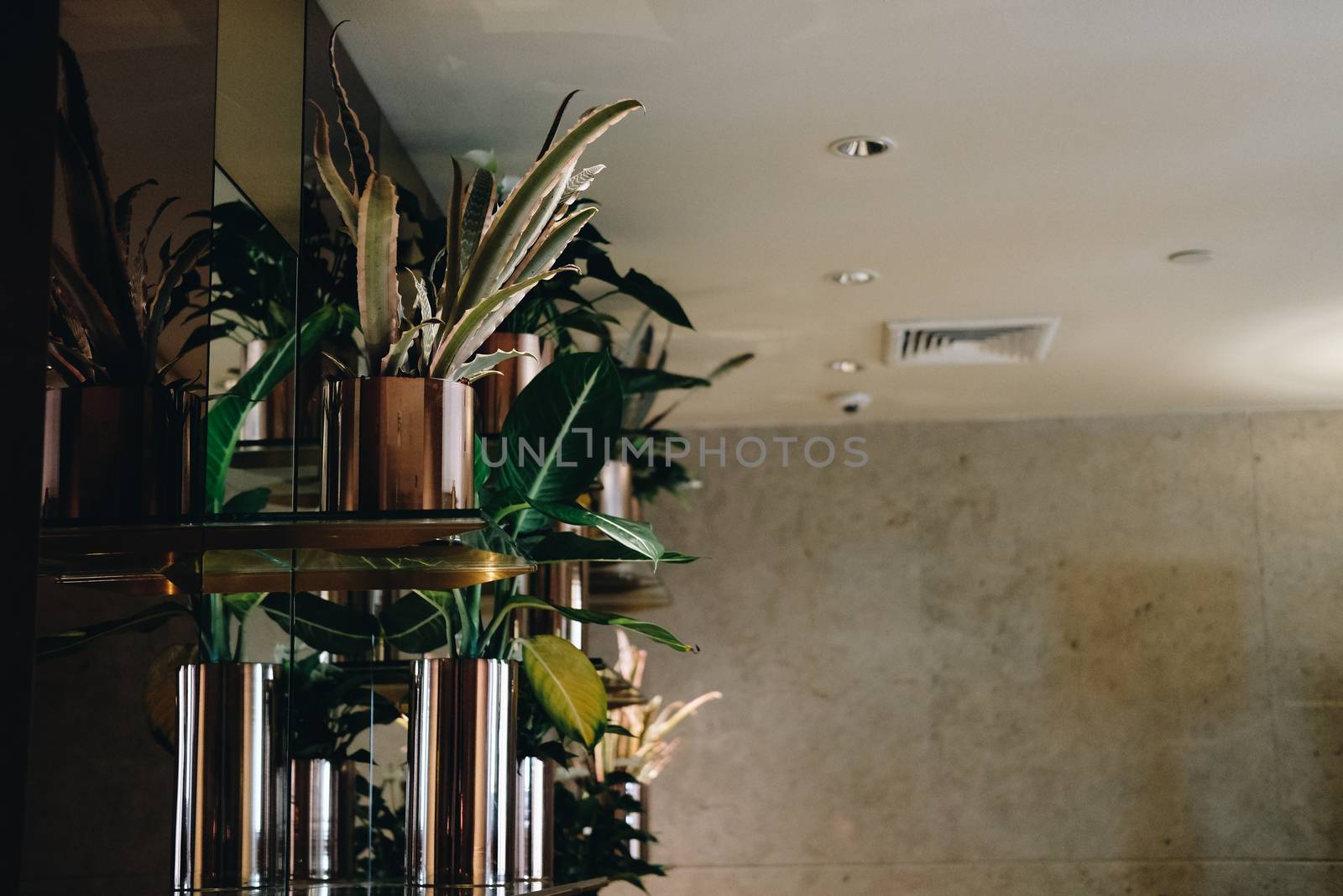green plant leaves bush arrangement for decoration