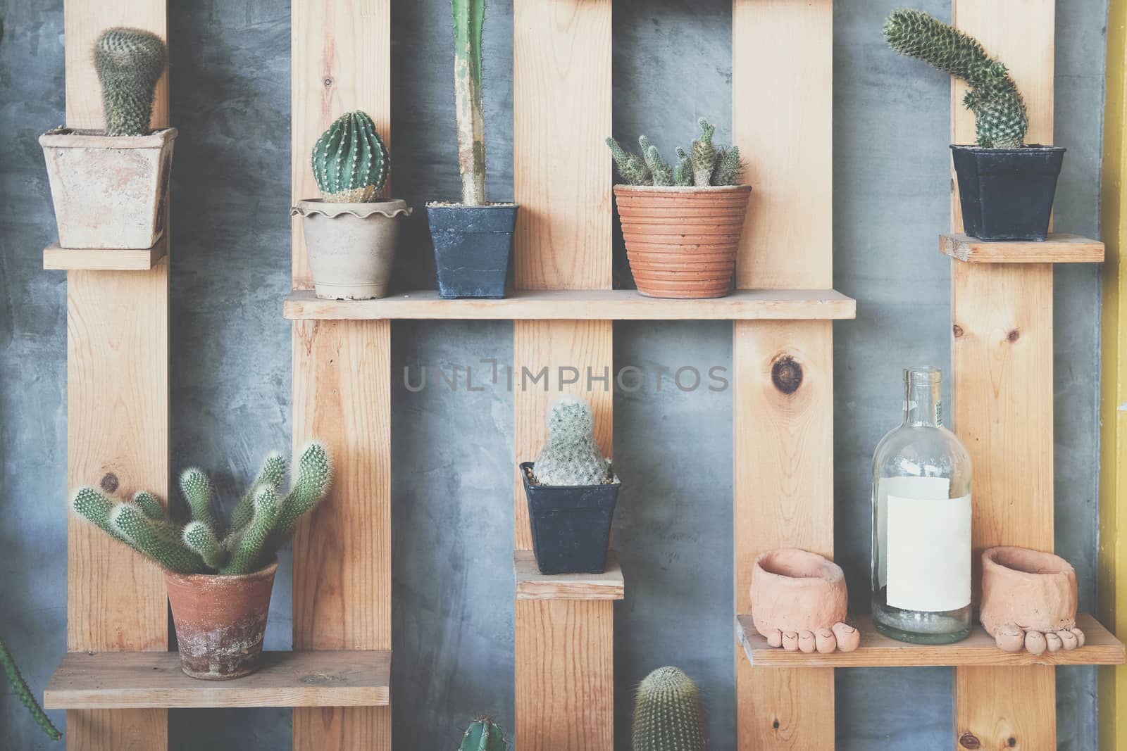 succulent cactus plant houseplant decorating on wooden shelf