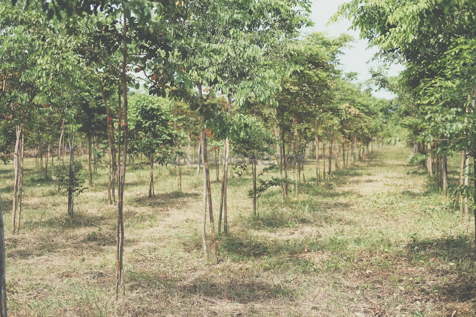 growing siamese rosewood tracwood tree in farmland. Dalbergia cochinchinensis forestry