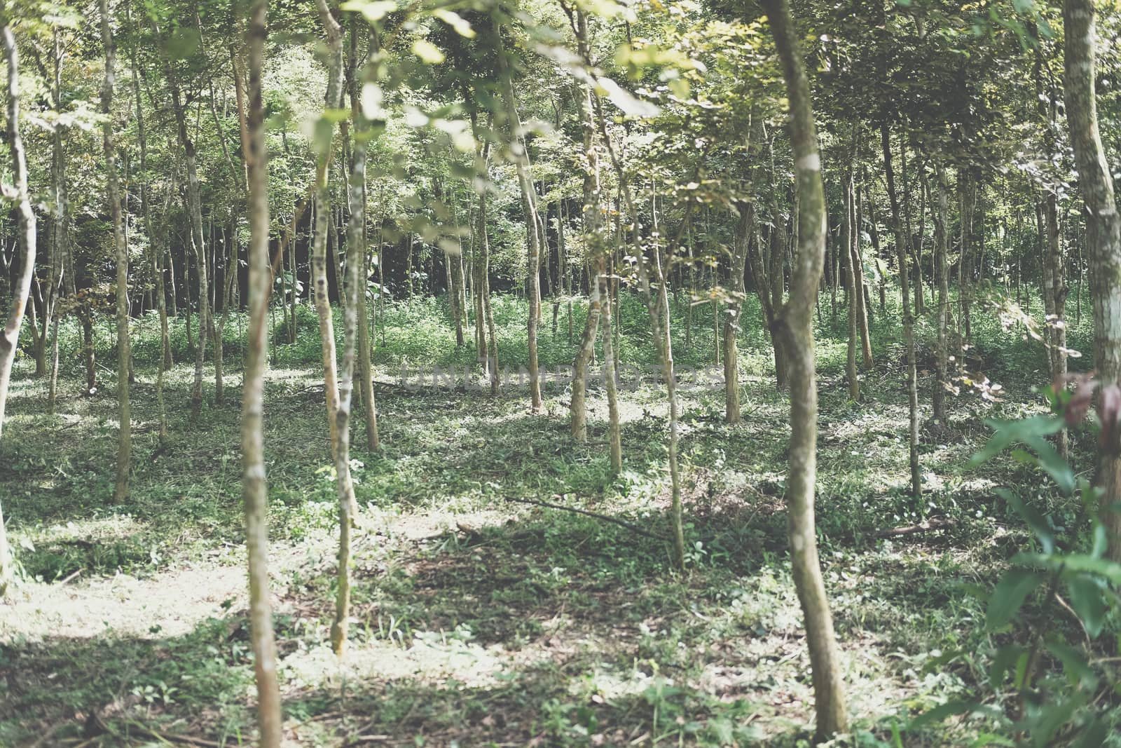 growing siamese rosewood tracwood tree in farmland. Dalbergia cochinchinensis forestry