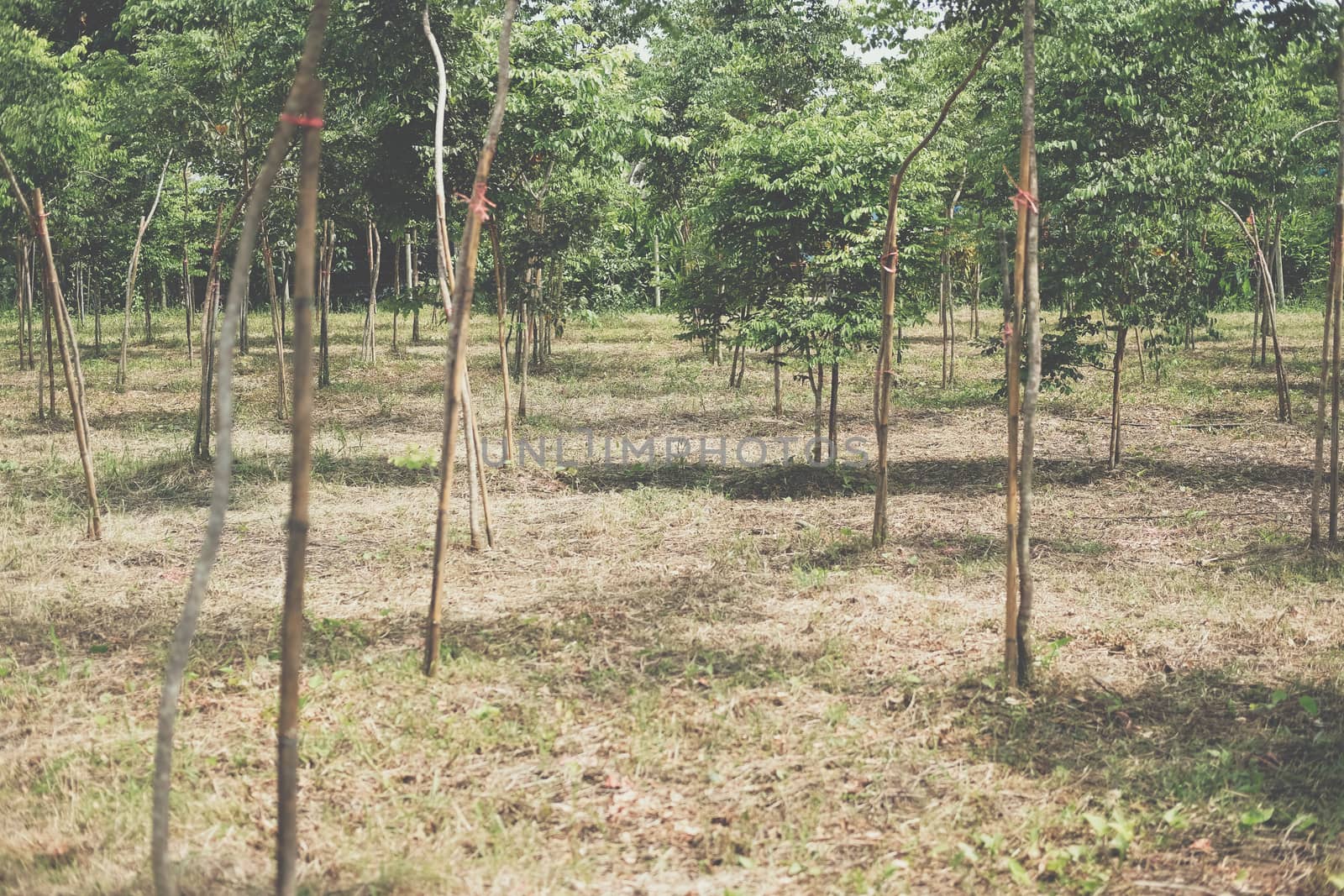 growing siamese rosewood tracwood tree in farmland. Dalbergia cochinchinensis forestry