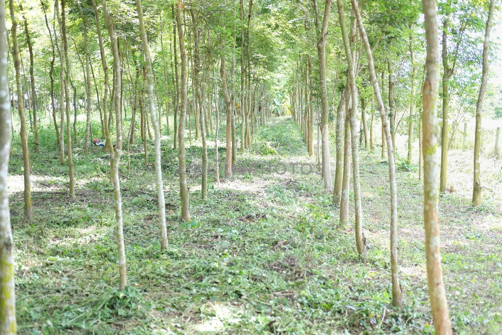 growing siamese rosewood tracwood tree in farmland. Dalbergia cochinchinensis forestry