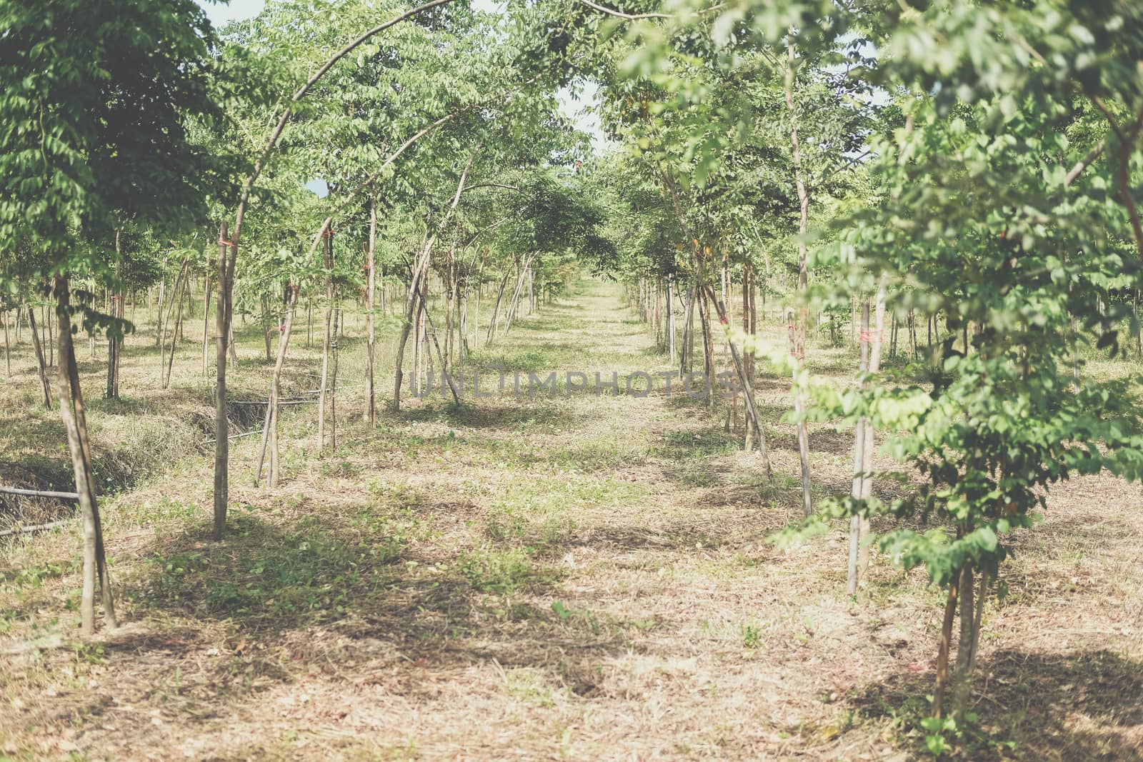 growing siamese rosewood tracwood tree in farmland. Dalbergia cochinchinensis forestry