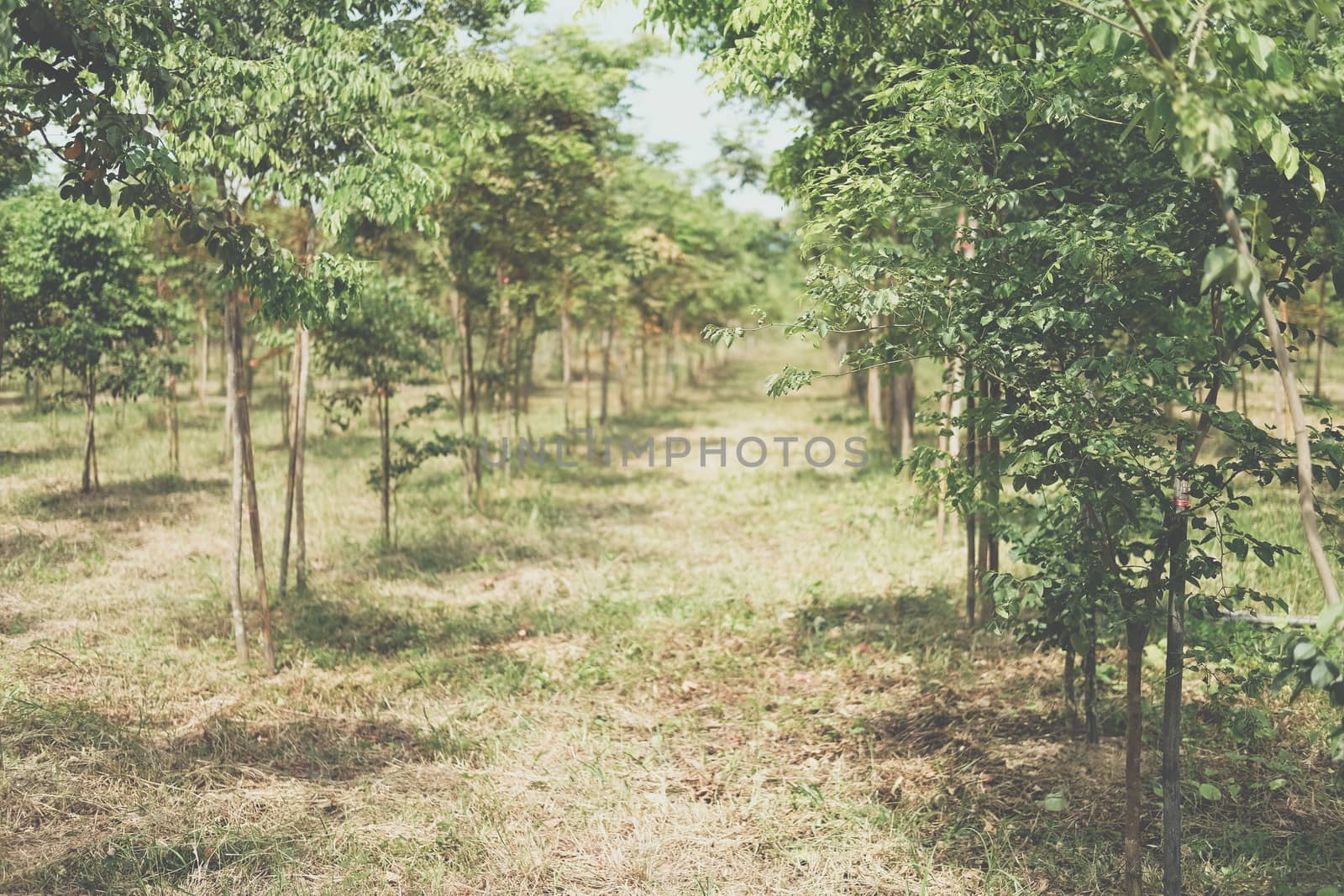 growing siamese rosewood tracwood tree in farmland. Dalbergia cochinchinensis forestry