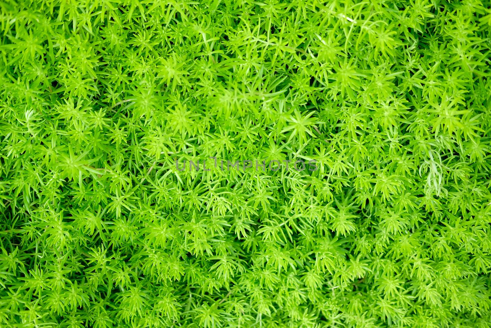 green natural leaves plant nature texture background abstract